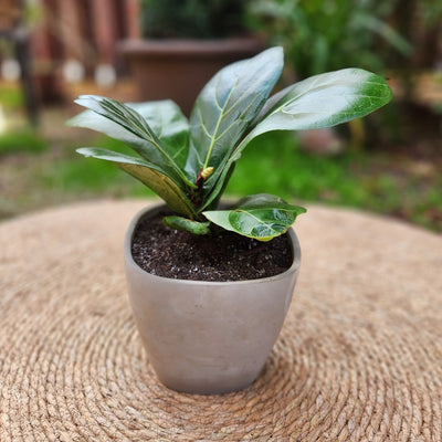Ficus Lyrata VegoTerra con Maceta Cemento 16cm