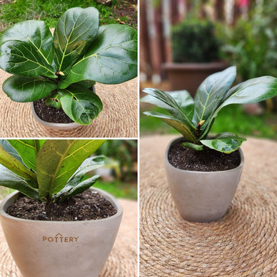 Ficus Lyrata VegoTerra con Maceta Cemento 16cm