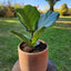 Ficus Lyrata Macetero Arcilla Luna 20cm