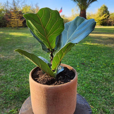 Ficus Lyrata Macetero Arcilla Luna 20cm