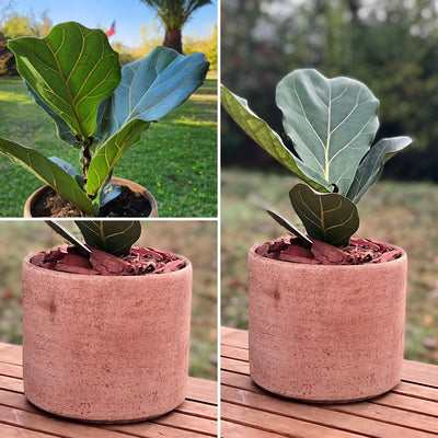 Ficus Lyrata Macetero Arcilla Luna 20cm