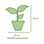 Ficus Lyrata Macetero Arcilla Luna 20cm