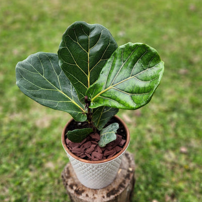 Ficus Lyrata Macetero Zaia 20cm Texturado Blanco