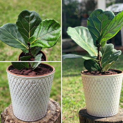 Ficus Lyrata Macetero Zaia 20cm Texturado Blanco