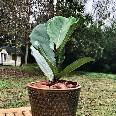 Ficus Lyrata Macetero Zaia 20cm Texturado Cobre