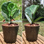 Ficus Lyrata Macetero Zaia 20cm Texturado Cobre