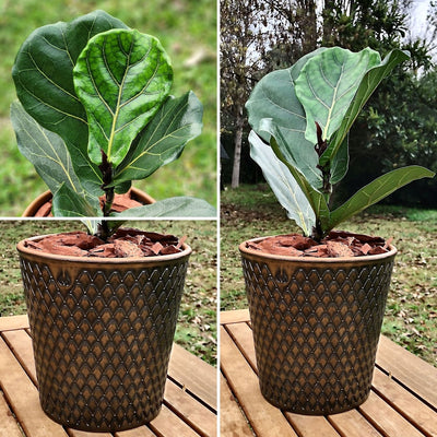 Ficus Lyrata Macetero Zaia 20cm Texturado Cobre