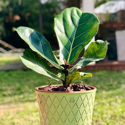 Ficus Lyrata Macetero Zaia 20cm Texturado Verde Agua