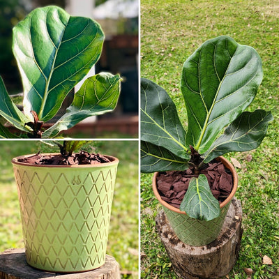 Ficus Lyrata Macetero Zaia 20cm Texturado Verde Agua