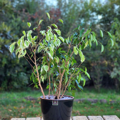 Ficus Mixto Benjamina Macetero Zafiro 24cm Negro