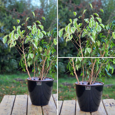 Ficus Mixto Benjamina Macetero Zafiro 24cm Negro