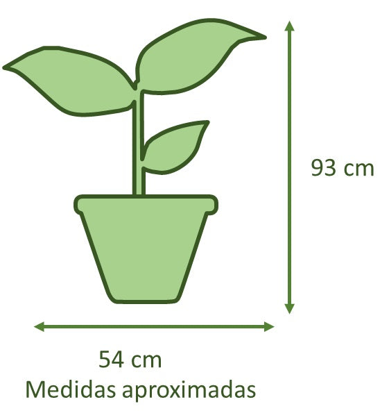 Ficus Mixto Benjamina Macetero Zafiro 24cm Negro