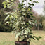 Ficus Benjamina Mixto Macetero Zafiro 24cm Negro Reactivo