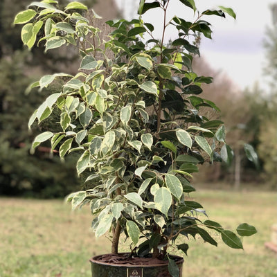 Ficus Benjamina Mixto Macetero Zafiro 24cm Negro Reactivo
