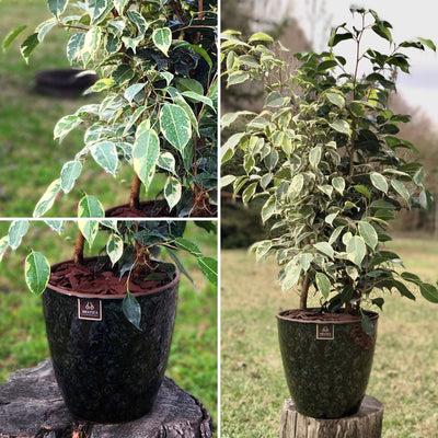 Ficus Benjamina Mixto Macetero Zafiro 24cm Negro Reactivo