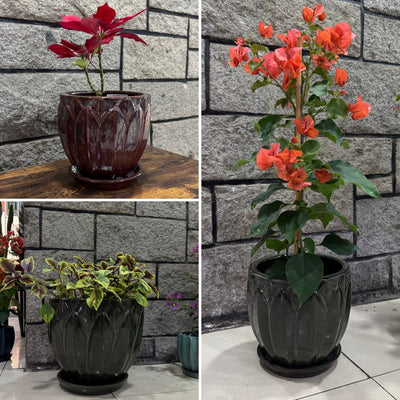 Macetero Forest 22 con Plato