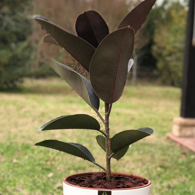 Gomero Burgundi con Maceta Kony 24cm Blanco