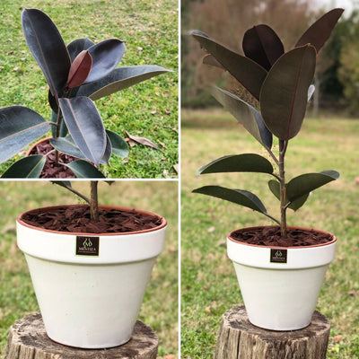 Gomero Burgundi con Maceta Kony 24cm Blanco