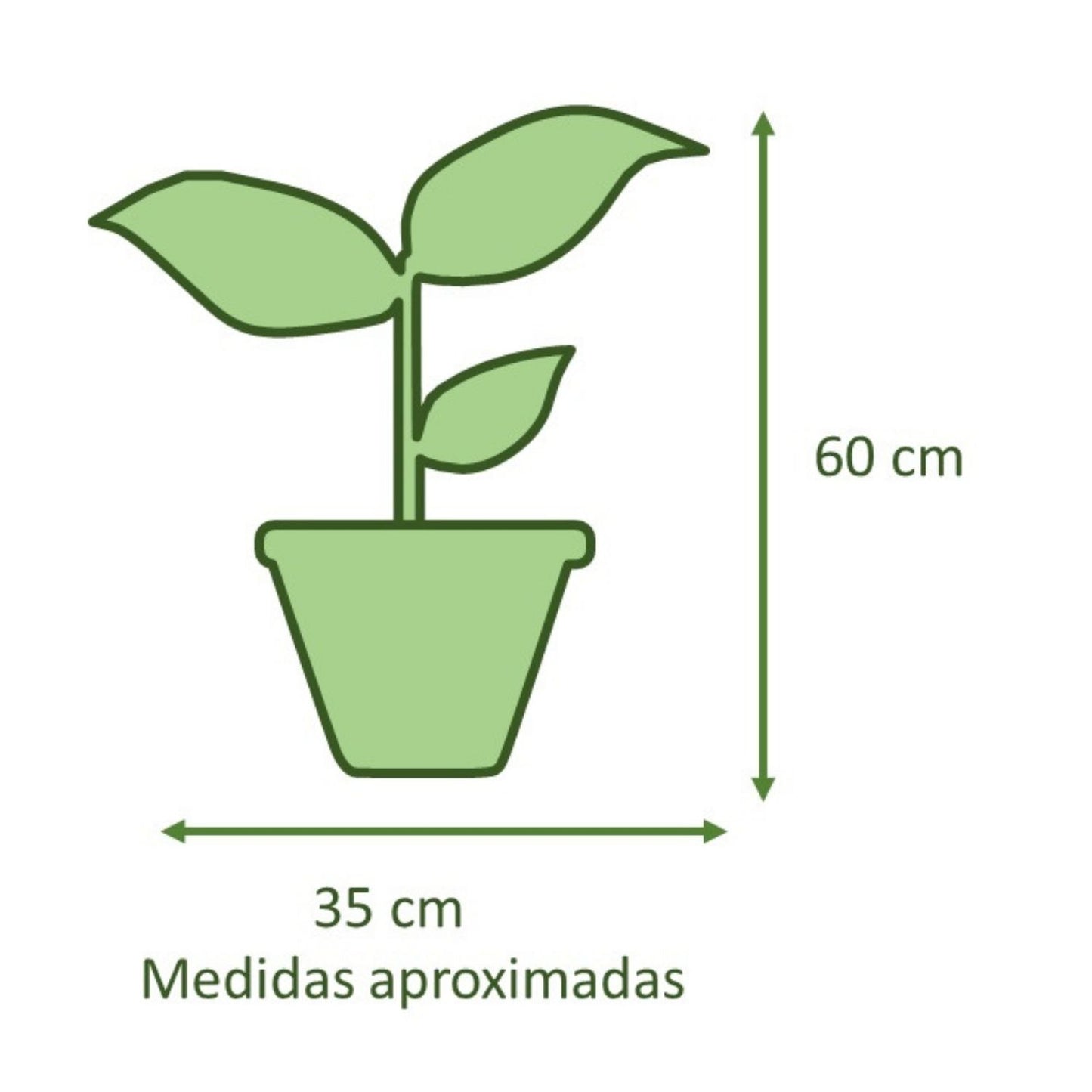 Gomero Burgundi con Maceta Kony 24cm Blanco