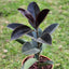 Gomero Burgundi con Maceta Kony 24cm Verde