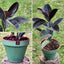 Gomero Burgundi con Maceta Kony 24cm Verde