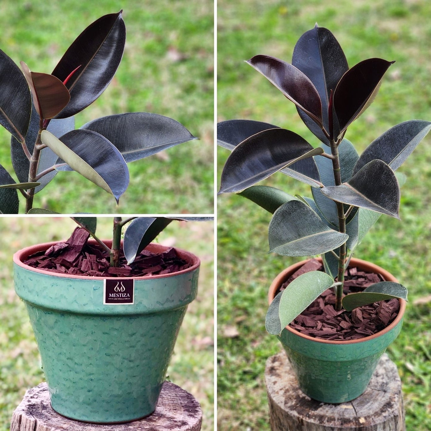 Gomero Burgundi con Maceta Kony 24cm Verde