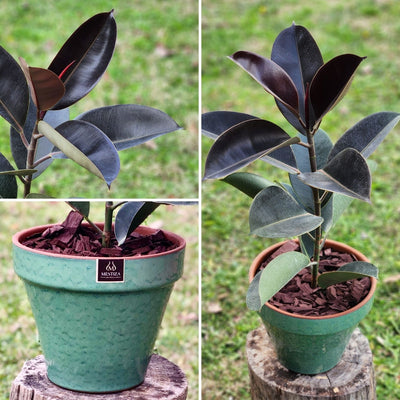 Gomero Burgundi con Maceta Kony 24cm Verde