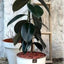 Gomero Burgundy Macetero Zafiro 24cm Blanco