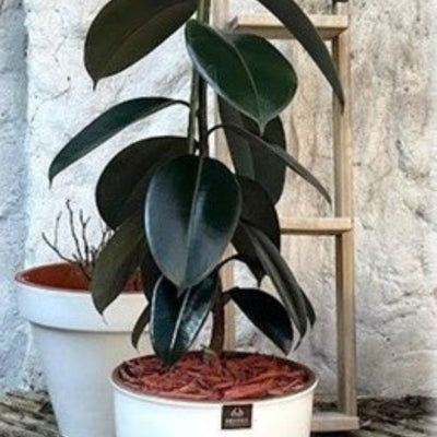 Gomero Burgundy Macetero Zafiro 24cm Blanco