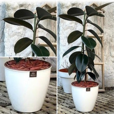 Gomero Burgundy Macetero Zafiro 24cm Blanco