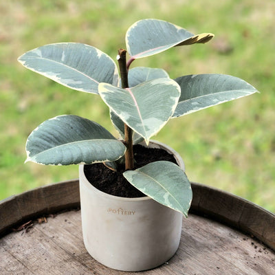 Gomero Tineke con Macetero Cemento Cilíndrico 14cm