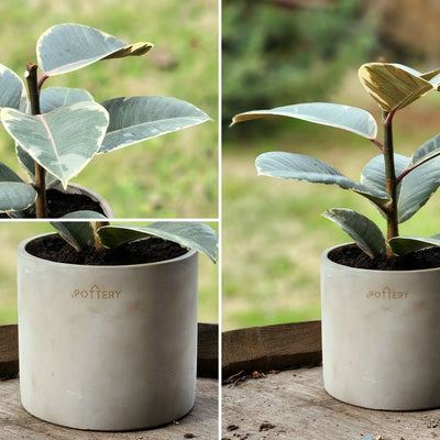 Gomero Tineke con Macetero Cemento Cilíndrico 14cm