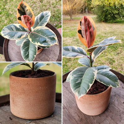 Gomero Tineke con Macetero Luna 20cm