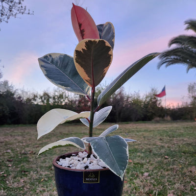 Gomero Tineke Macetero Zafiro 17cm Azul