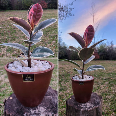 Gomero Tineke Macetero Zafiro 17cm Cobre