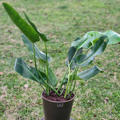 Philodendron Longifolio Macetero Zaia 20cm Cobre