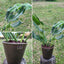 Philodendron Longifolio Macetero Zaia 20cm Cobre