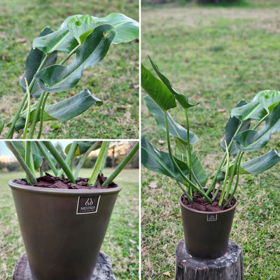 Philodendron Longifolio Macetero Zaia 20cm Cobre