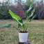 Philodendron Longifolio Macetero Zaia 20cm Texturado Blanco