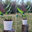 Philodendron Longifolio Macetero Zaia 20cm Texturado Blanco