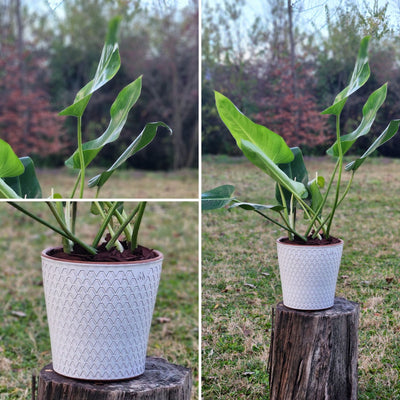 Philodendron Longifolio Macetero Zaia 20cm Texturado Blanco