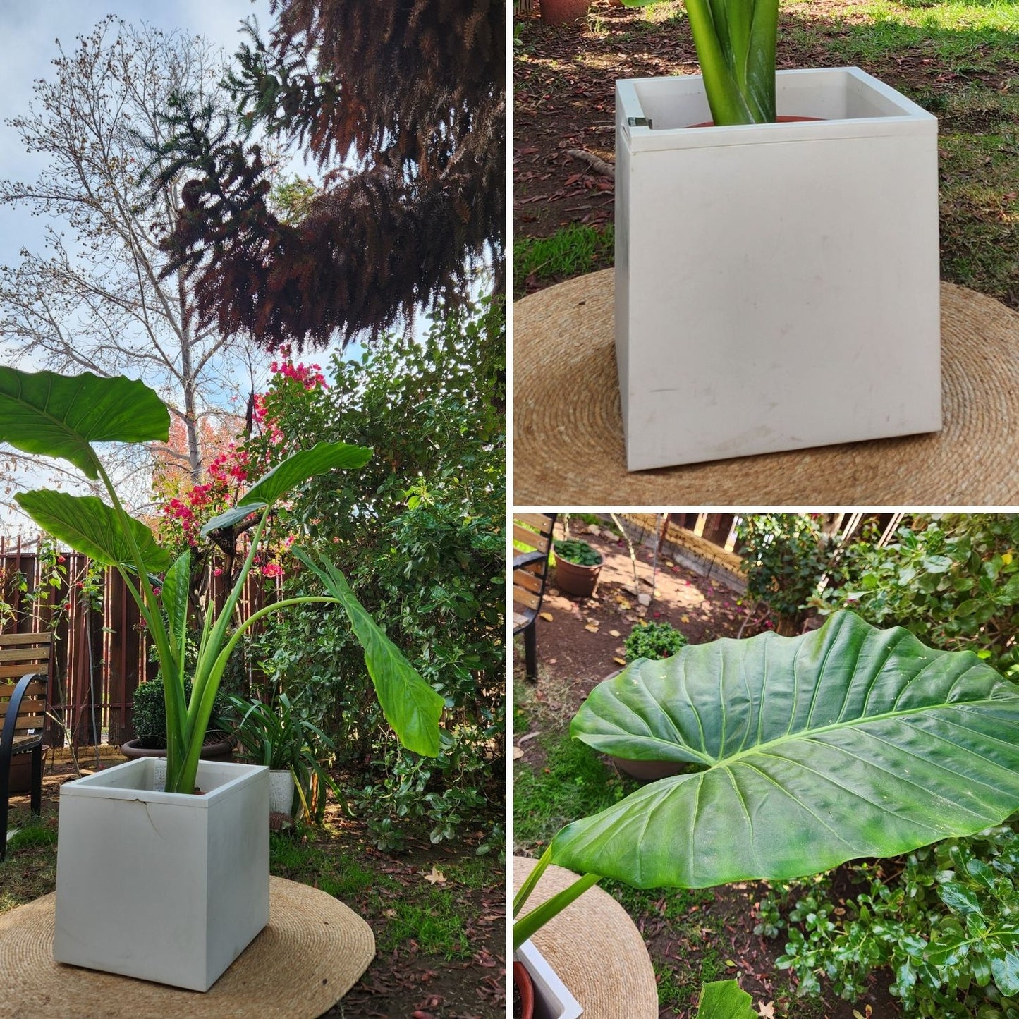 Manto De Eva con Maceta Cubo 40cm Blanco