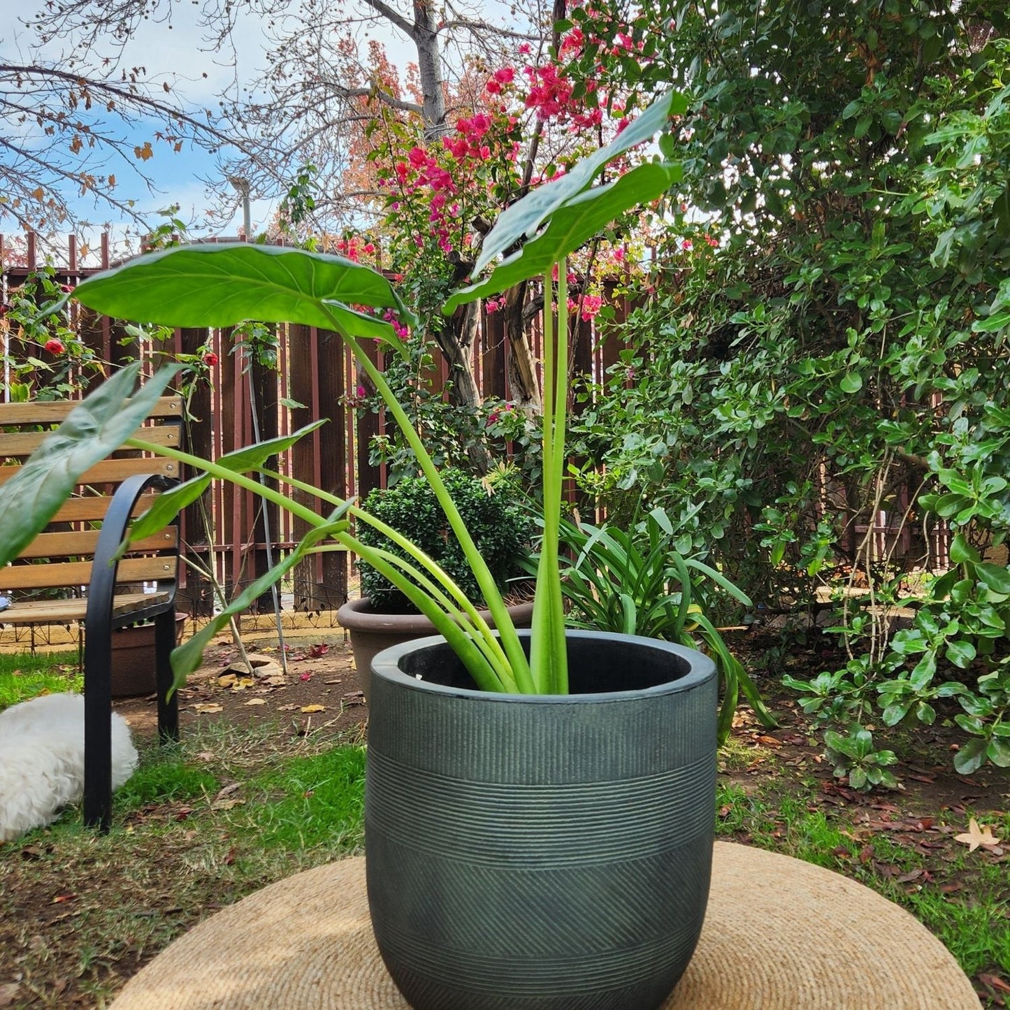 Manto De Eva con Maceta Rotomoldeado Nazca 40cm Verde