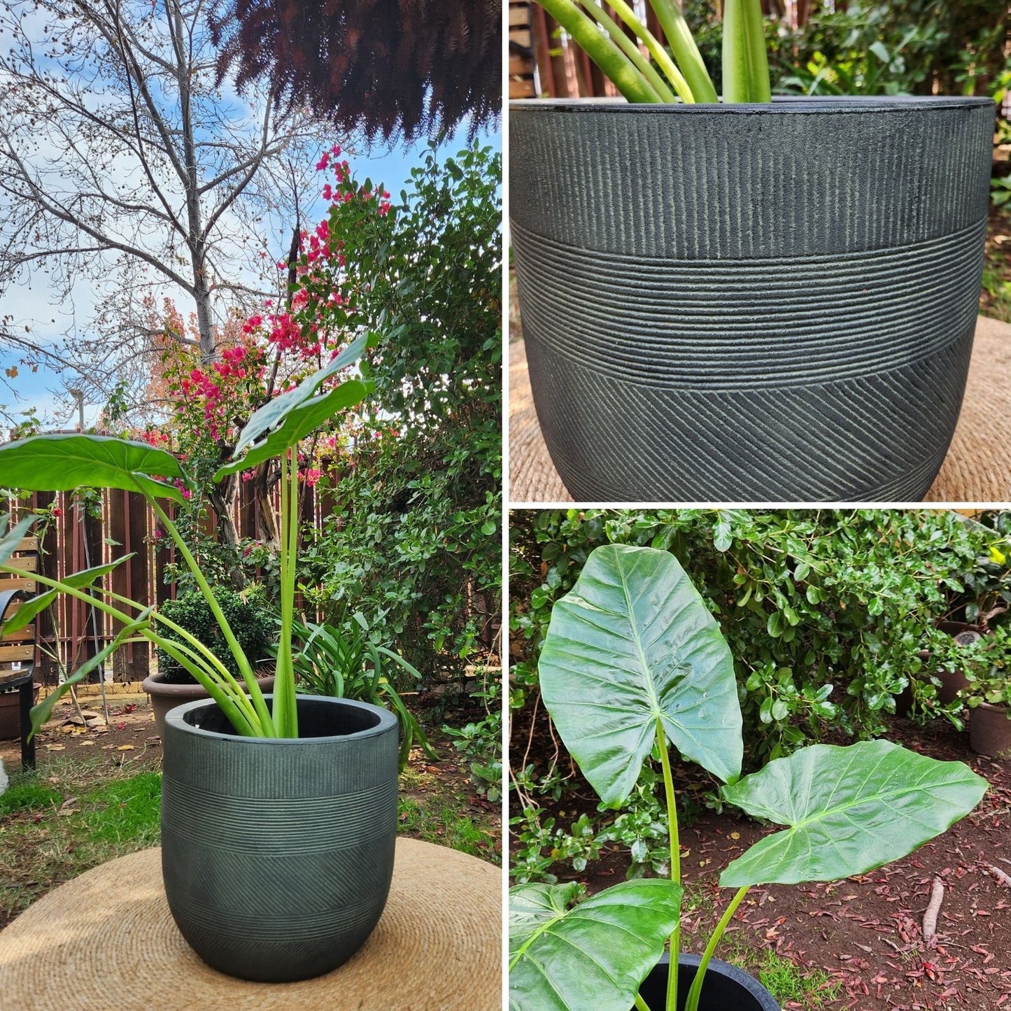 Manto De Eva con Maceta Rotomoldeado Nazca 40cm Verde