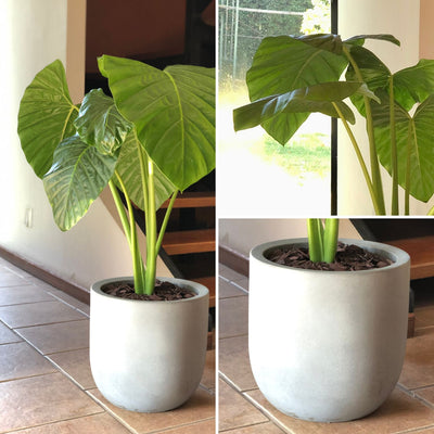 Manto de Eva Macetero Rotomoldeado 33cm Gris