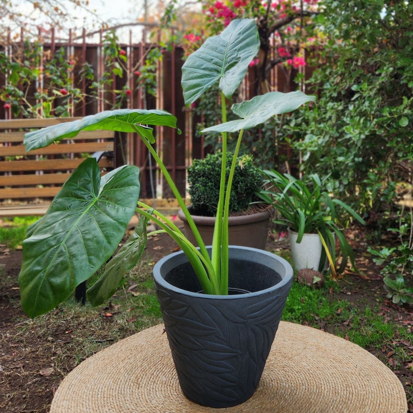 Manto De Eva VegoTerra Con Maceta Rotomoldeado Circca 40cm Gris