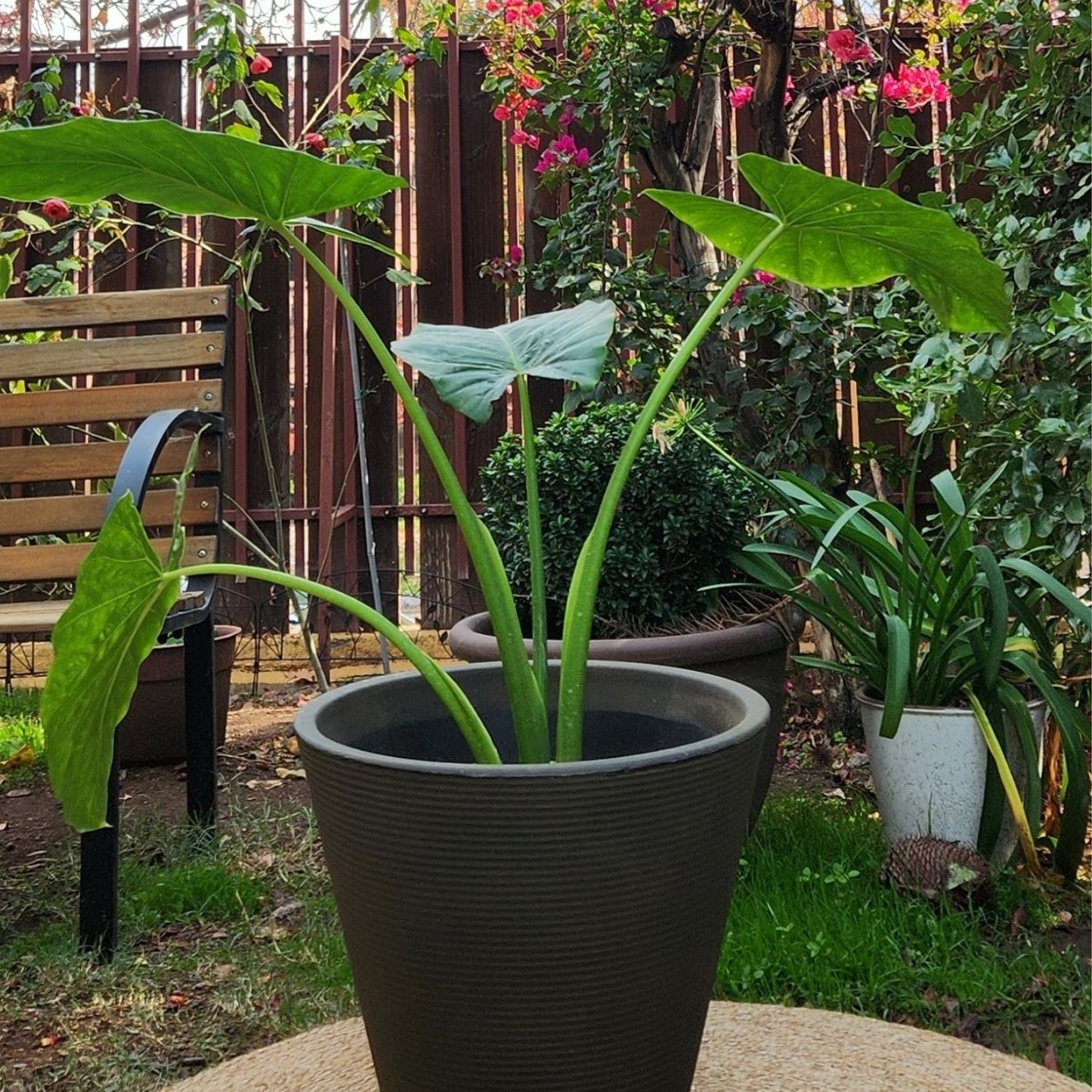 Manto De Eva con Maceta Rotomoldeado Duna 40cm Café