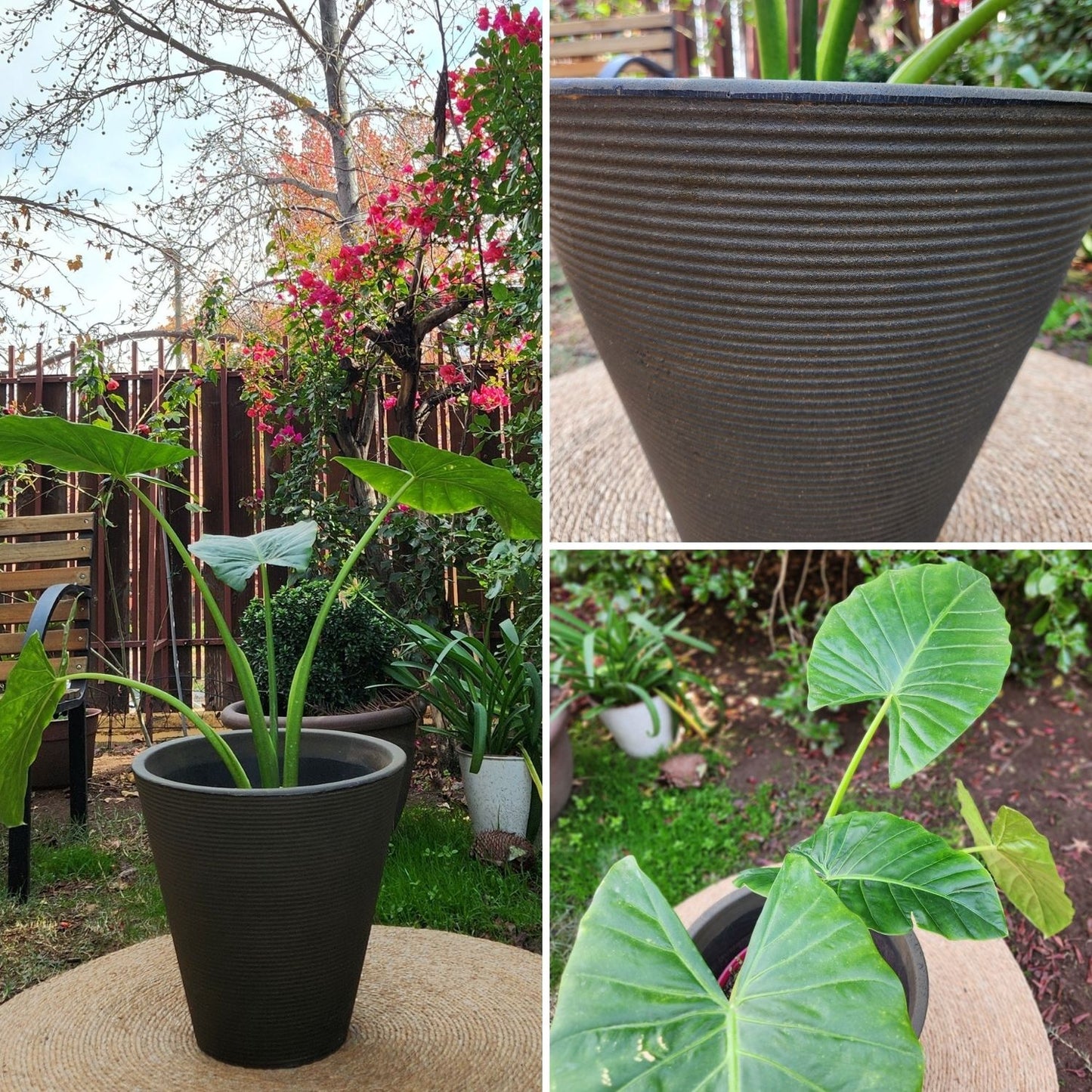 Manto De Eva con Maceta Rotomoldeado Duna 40cm Café