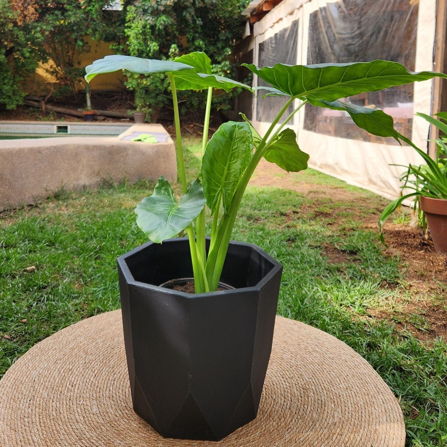 Manto De Eva VegoTerra Con Maceta Rotomoldeado Javi 40cm Negro