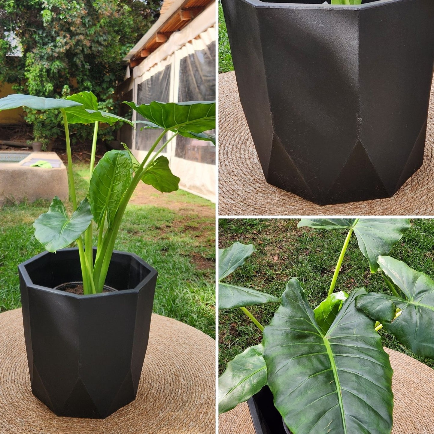 Manto De Eva VegoTerra Con Maceta Rotomoldeado Javi 40cm Negro